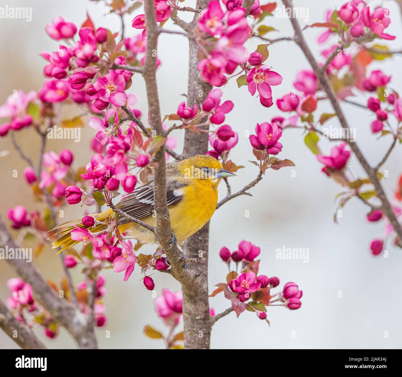 Baltimore est un centre d'orientation dans le nord du Wisconsin. Banque D'Images