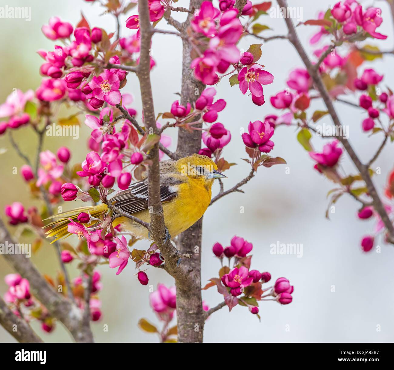 Baltimore est un centre d'orientation dans le nord du Wisconsin. Banque D'Images