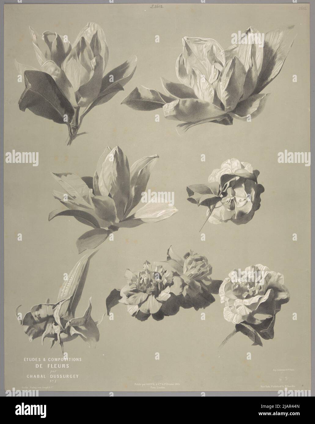 [Sept études sur les fleurs de Rhododendron] PL. 1. De la série Studies & Flowers compositions de Chabal Dusurgey, Paris Londres Berlin New York, 1859/1865, lit. Lemercier & Cie, dir. Goupil & Cie Chabal Dussogey, Pierre Adrien (1819 1902), a C. Pierre Adrien Chabal, imp. Lemercier & Cie, Goupil & Cie, Knoedler, Michael (1823 1878) Banque D'Images