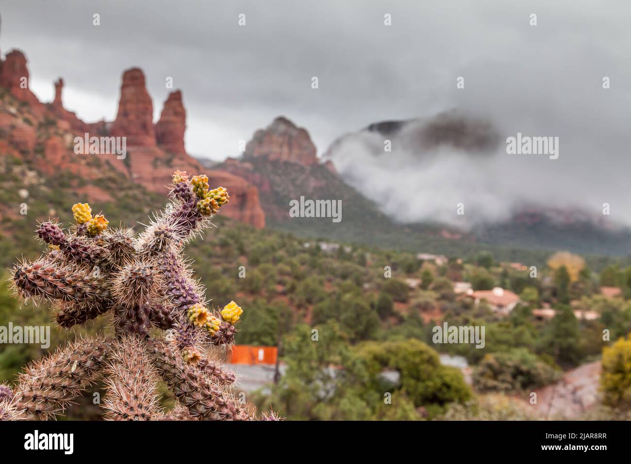 Cactus fleurit sur les buttes de Twin Sisters, Sedona, Arizona, Etats-Unis Banque D'Images