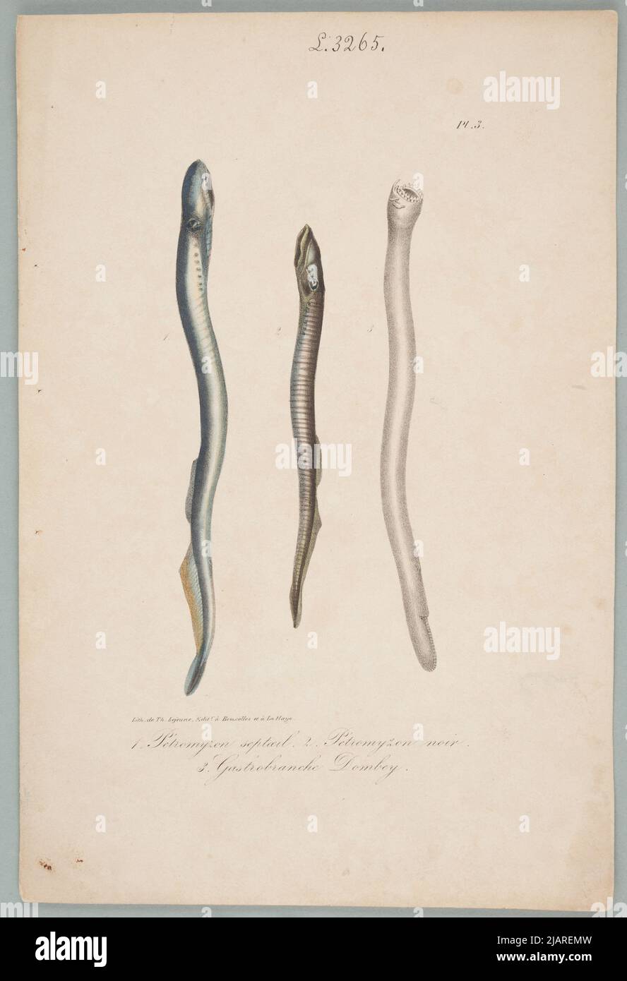 1. Tetromyzon Septoeil 2. Petomyzon Black 3. Dombey Gastrobranche le site provient de : œuvres du pays de lacépède : comprenant l'histoire naturelle des quadripôles de l'ovipare, serpents, poissons et cétacés ; accompagné du Portrait de l'auteur et d'environ 400 Figures, exécutées pour cette édition par les meilleurs artistes. Dans une collection de conseils d'administration de divers albums d'histoire naturelle Lejeune, Th. Banque D'Images