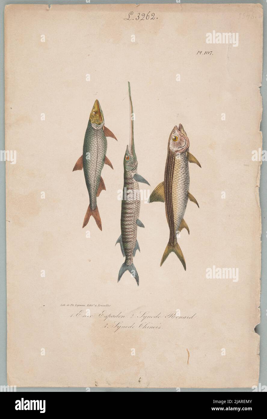 TABLEAU I 1 ESOCE ESPADON. 2 Synode Renard. 3 Synod le Storon chinois vient de: Oeuvres du pays de lacépède: Comprenant l'histoire naturelle des quadrups, serpents, poissons et cétacés d'ovipary; accompagné du Portrait de l'auteur et environ 400 Figures, exécutées pour cette édition par les meilleurs artistes. Dans une collection de conseils d'administration de divers albums d'histoire naturelle Lejeune, Th. Banque D'Images