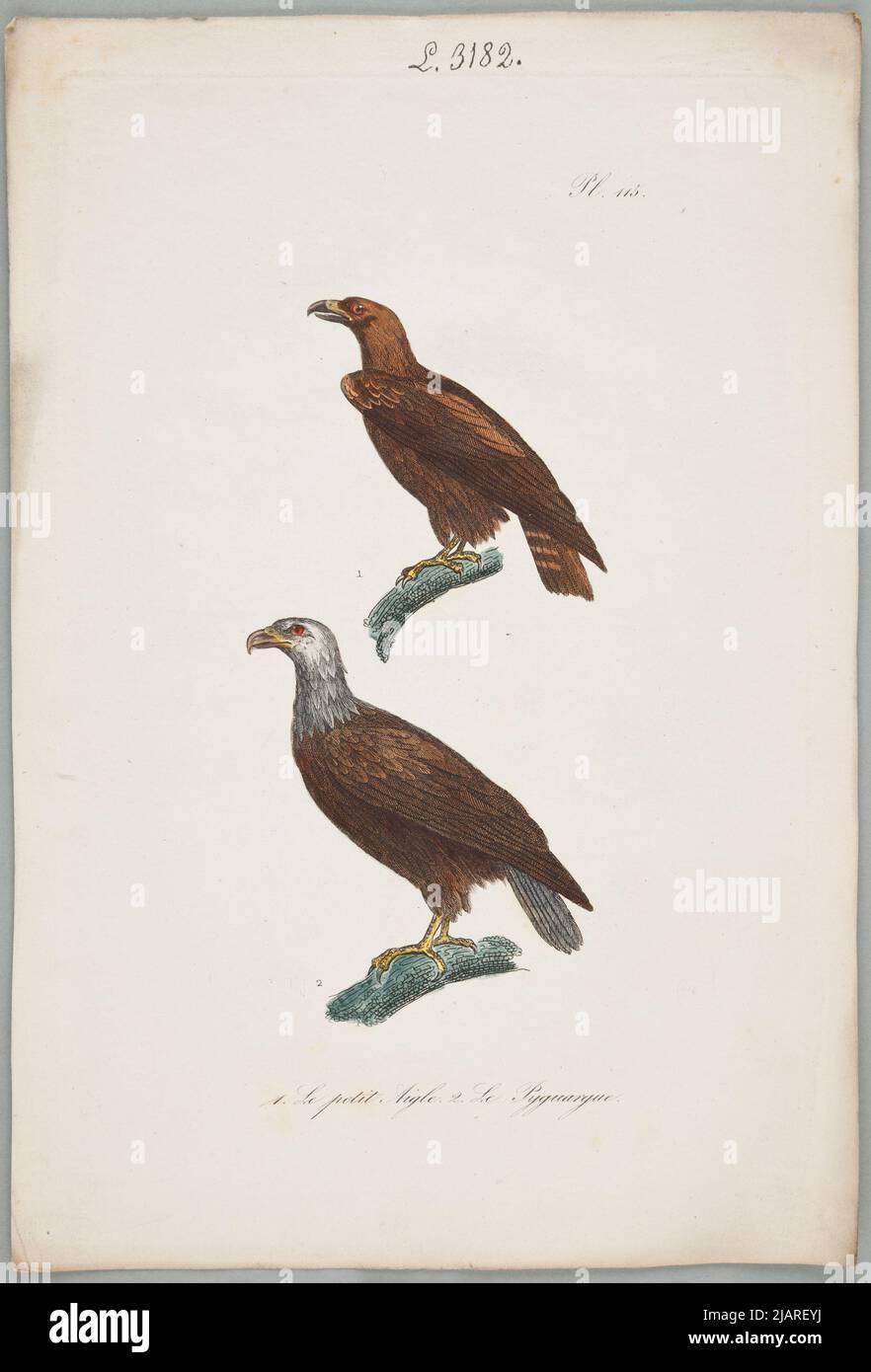 1.le petit Aigle 2.le Pyguargue. plateau d'un album non identifié d'histoire naturelle. Dans Une collection de planches de divers albums d'histoire naturelle inconnue Banque D'Images