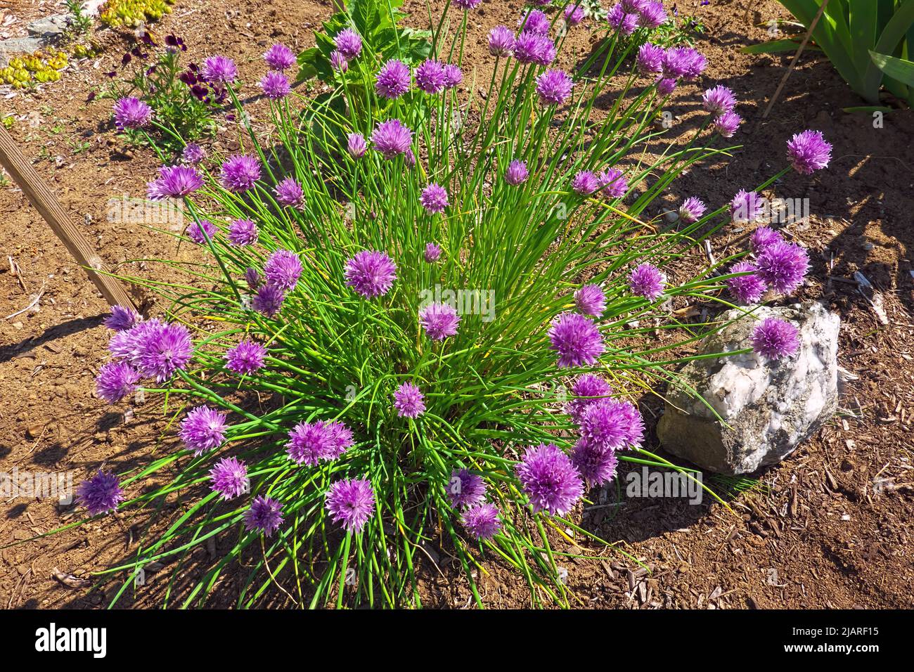 Fleurs de ciboulette commune au printemps (Allium schoenoprasum) Banque D'Images