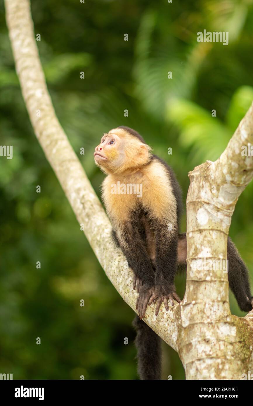 Singe capucin à tête blanche au Costa Rica Banque D'Images