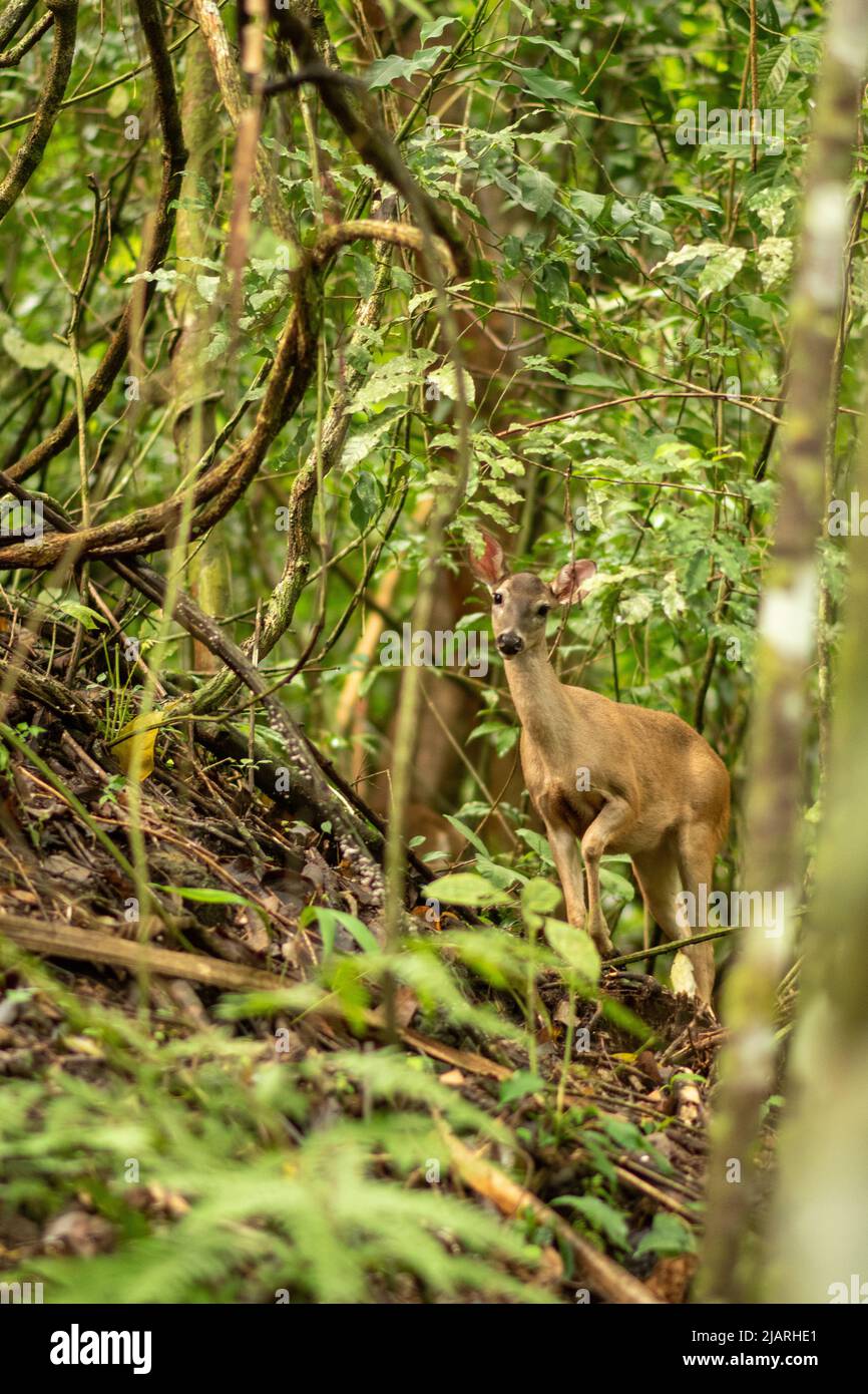 Cerf de Virginie dans la jungle au Costa Rica Banque D'Images