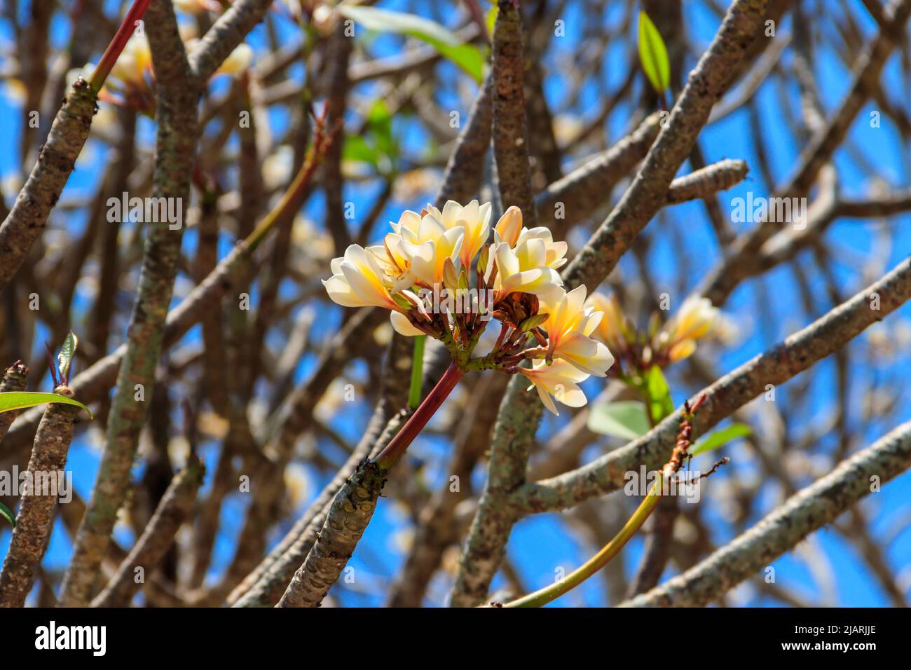 Beau Plumeria en fleurs, également connu sous le nom de Frangipani et arbre du Temple Banque D'Images