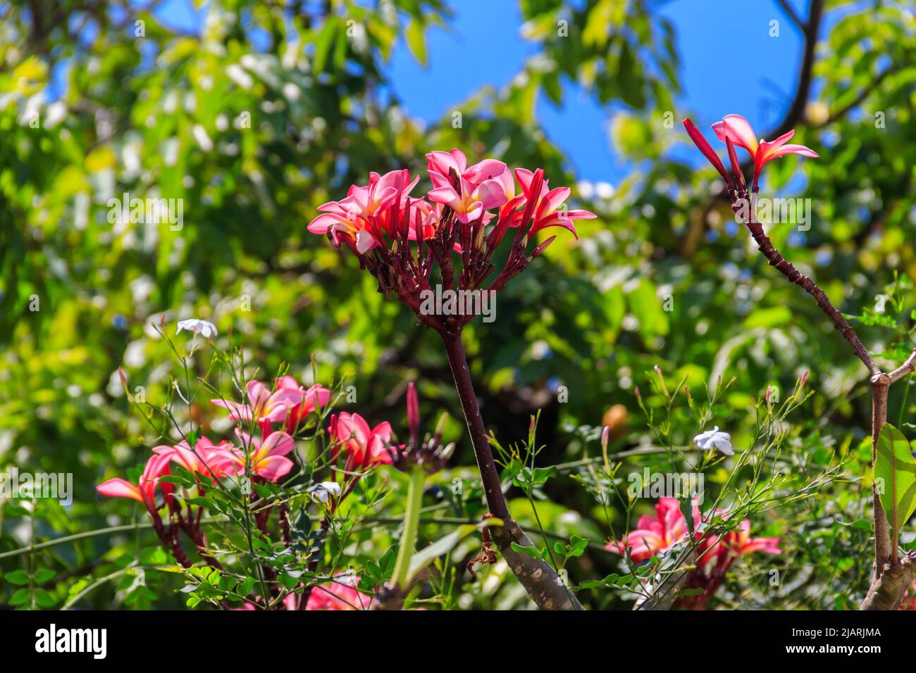 Beau Plumeria en fleurs, également connu sous le nom de Frangipani et arbre du Temple Banque D'Images