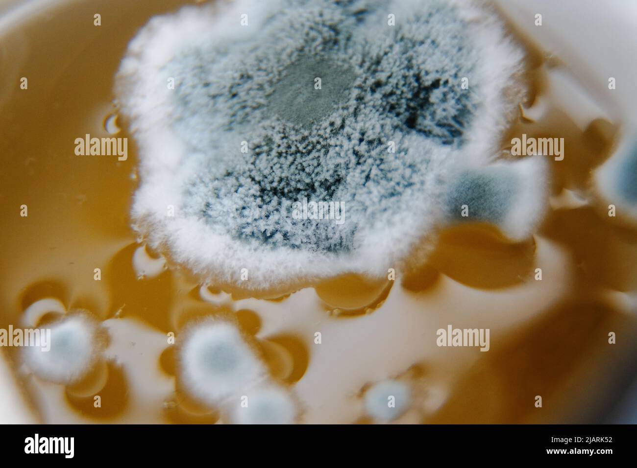 Moisissure D'eau Banque D'image Et Photos - Alamy