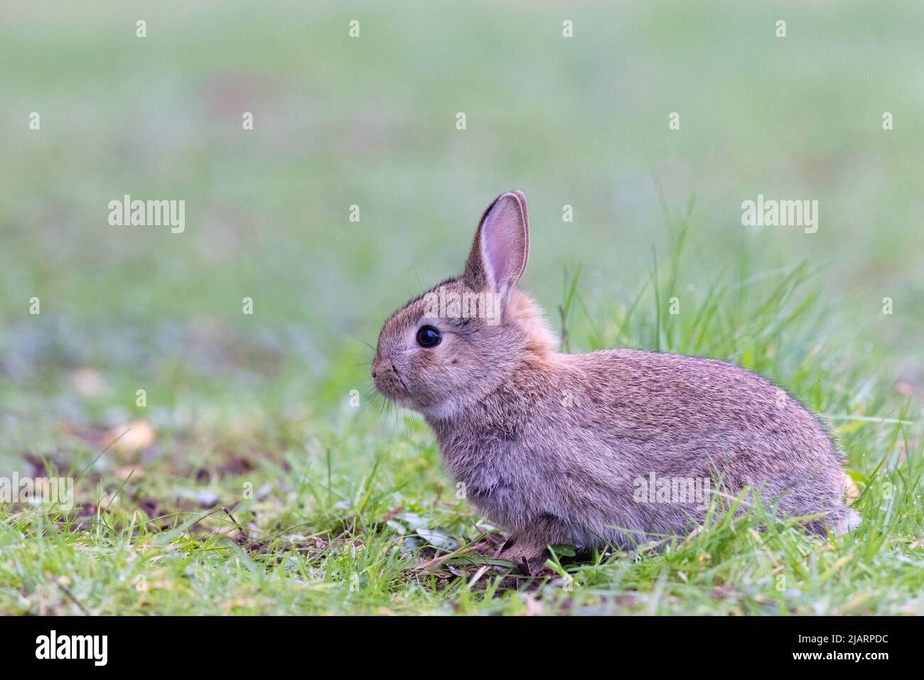 Jeune lapin européen [ Oryctolagus cuniculus ] sur prairie, Royaume-Uni Banque D'Images