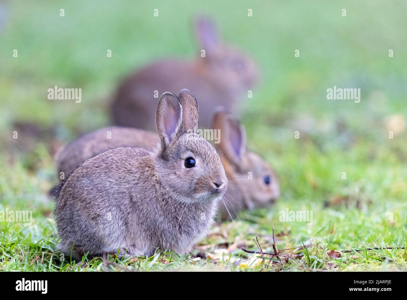 Jeunes lapins européens [ Oryctolagus cuniculus ] dans les prairies, Royaume-Uni Banque D'Images