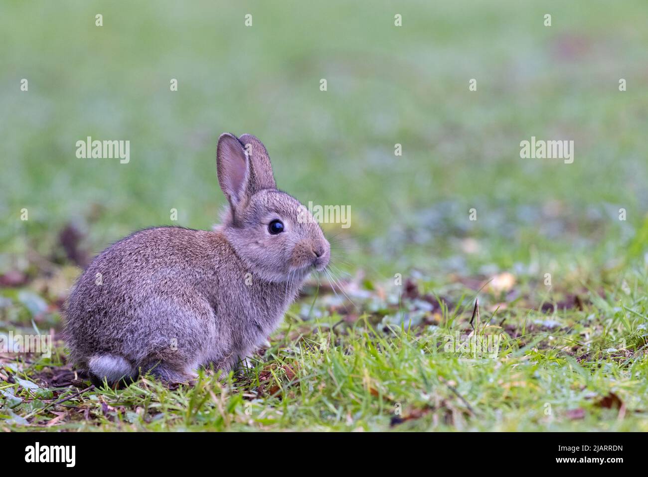 Jeune lapin européen [ Oryctolagus cuniculus ] sur prairie, Royaume-Uni Banque D'Images