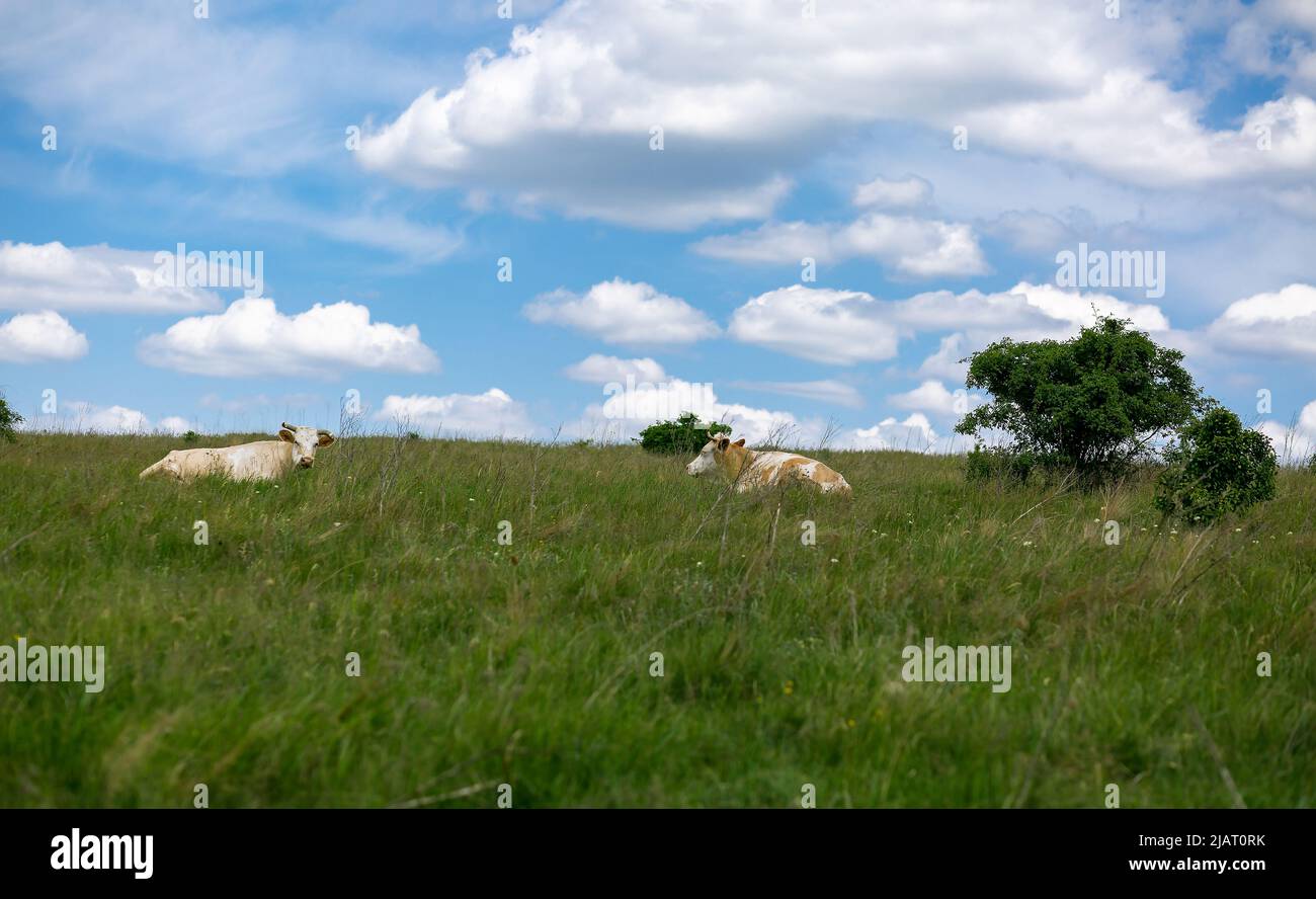 Été, prairie et nuages. Les vaches reposent sur l'herbe. Agriculture, élevage, Banque D'Images