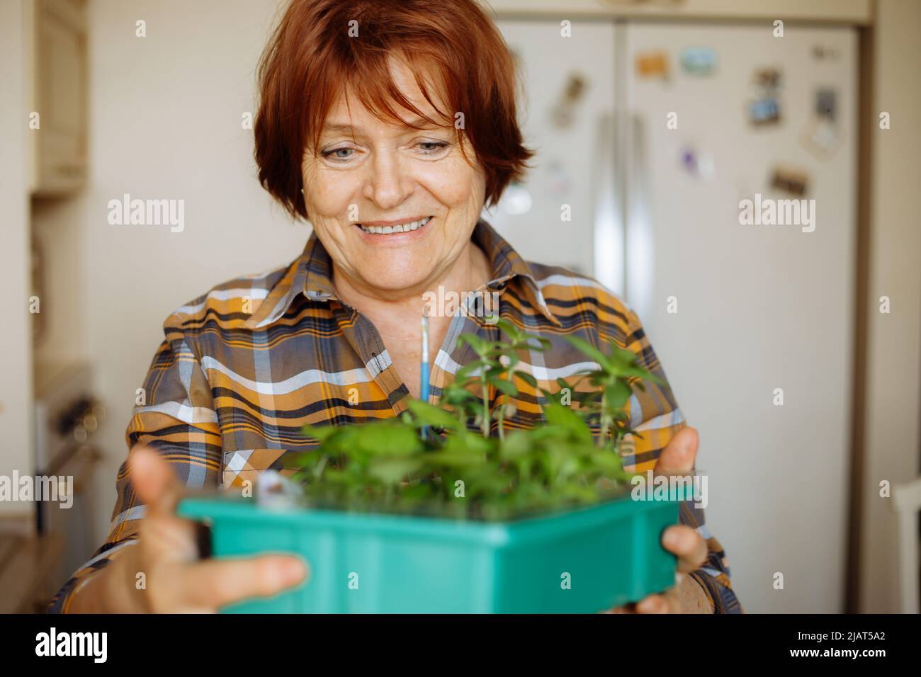 Portrait d'une femme souriante âgée portant une chemise à carreaux, debout dans la cuisine, tenant une boîte avec une plantule verte en pleine croissance. Banque D'Images