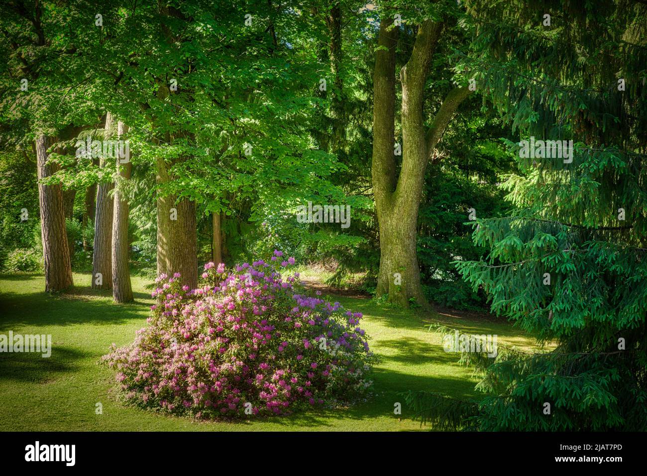 DE - BAVIÈRE: Rhododendron Bush en fleur Banque D'Images
