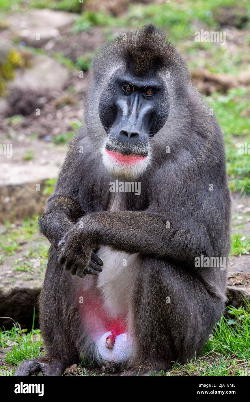 Portrait de Drill Mandrillus leucophaeus, singe Banque D'Images