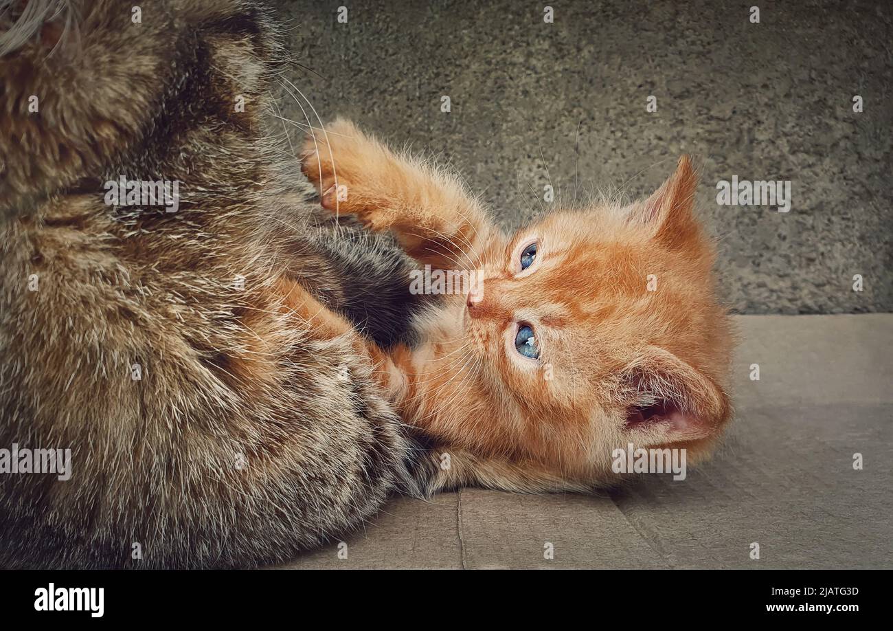 Chaton orange frisseux jouant avec son chat de mère bienveillant. Drôle de chat de gingembre Banque D'Images
