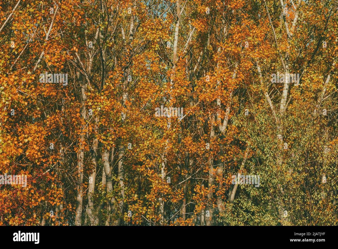 Saison d'automne et beauté dans la nature, beau paysage de forêt de peupliers en octobre, feuilles d'orange sur les grands arbres Banque D'Images
