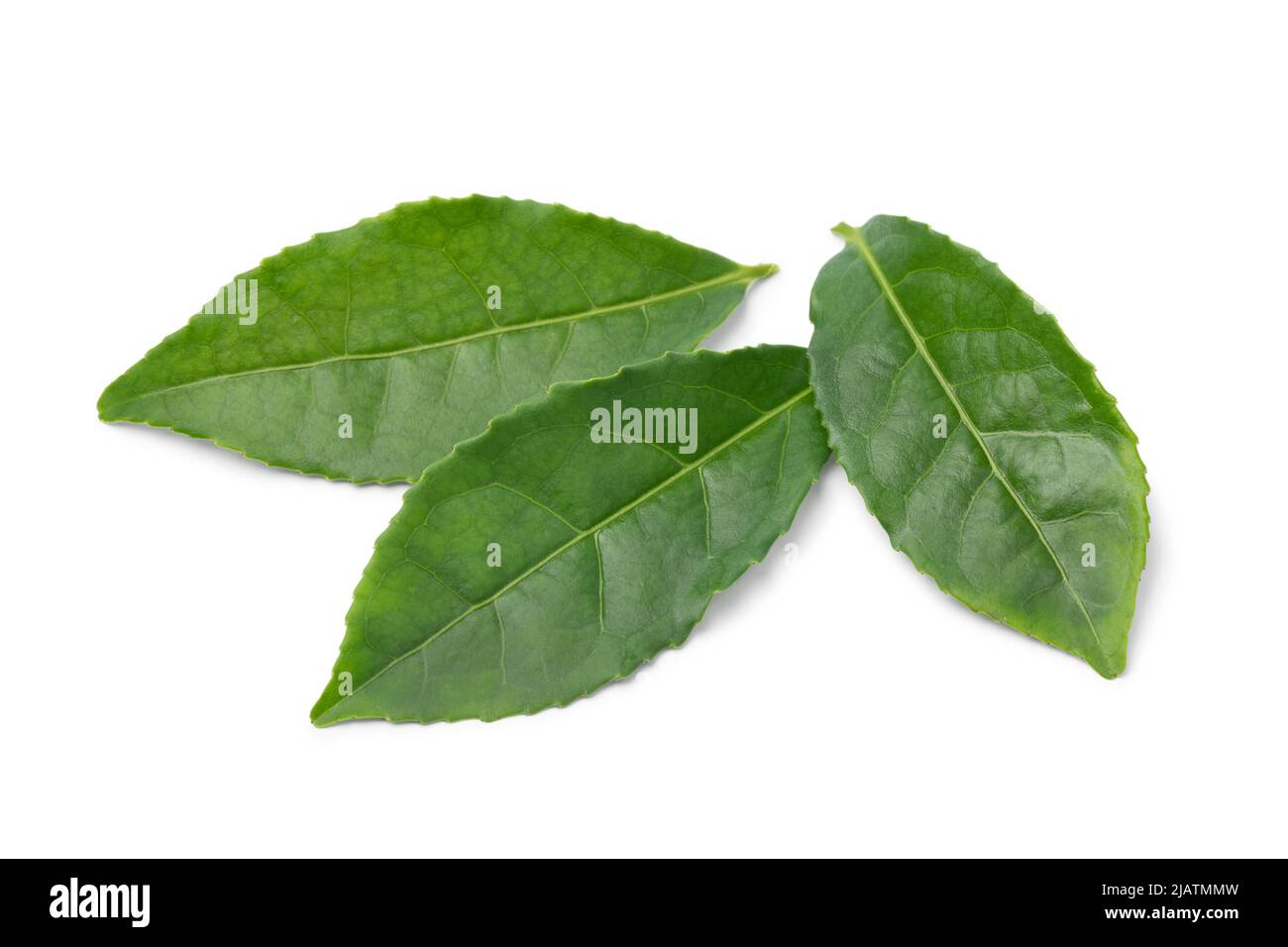 Feuilles de thé vert frais, Camellia sinensis, isolées sur fond blanc Banque D'Images