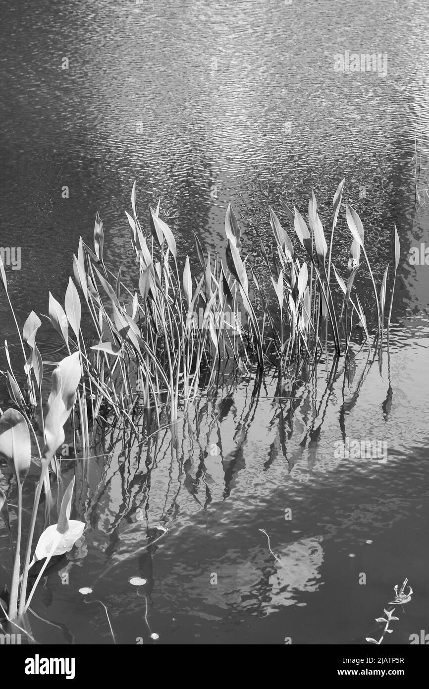 Plantes aquatiques tropicales luxuriantes qui poussent dans l'étang en noir et blanc. Banque D'Images