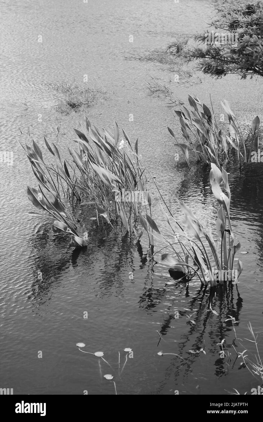 Plantes aquatiques tropicales luxuriantes qui poussent dans l'étang en noir et blanc. Banque D'Images