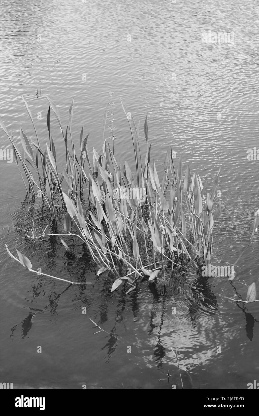 Plantes aquatiques tropicales luxuriantes qui poussent dans l'étang en noir et blanc. Banque D'Images