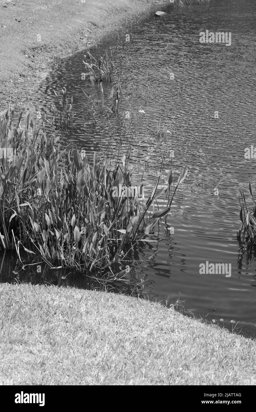 Plantes aquatiques tropicales luxuriantes qui poussent dans l'étang en noir et blanc. Banque D'Images
