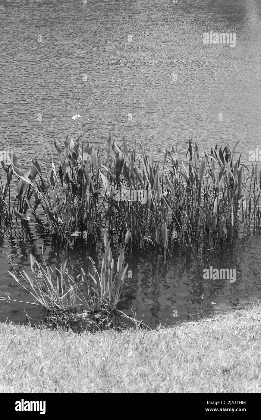 Plantes aquatiques tropicales luxuriantes qui poussent dans l'étang en noir et blanc. Banque D'Images
