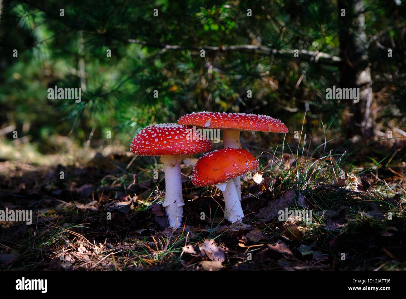 Groupe de 3 champignons Amanita muscaria, mouche agarique ou mouche amanita, à l'ombre sur le sol de la forêt. Très beau chapeau rouge foncé avec des points blancs. Le Banque D'Images