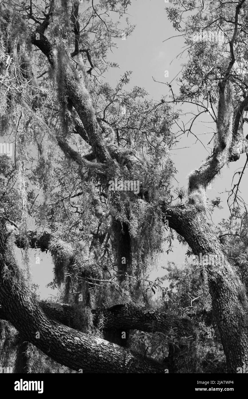 La mousse espagnole s’égoutte d’un arbre tropical qui pousse dans la