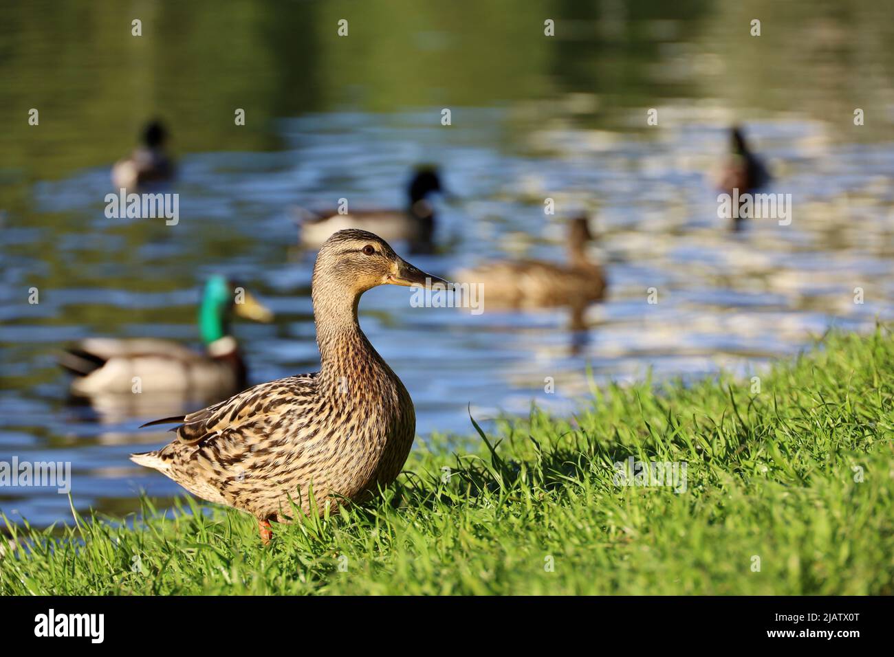 Canards colverts sur un lac dans un parc d'été. Canard sauvage femelle au premier plan dans l'herbe verte Banque D'Images