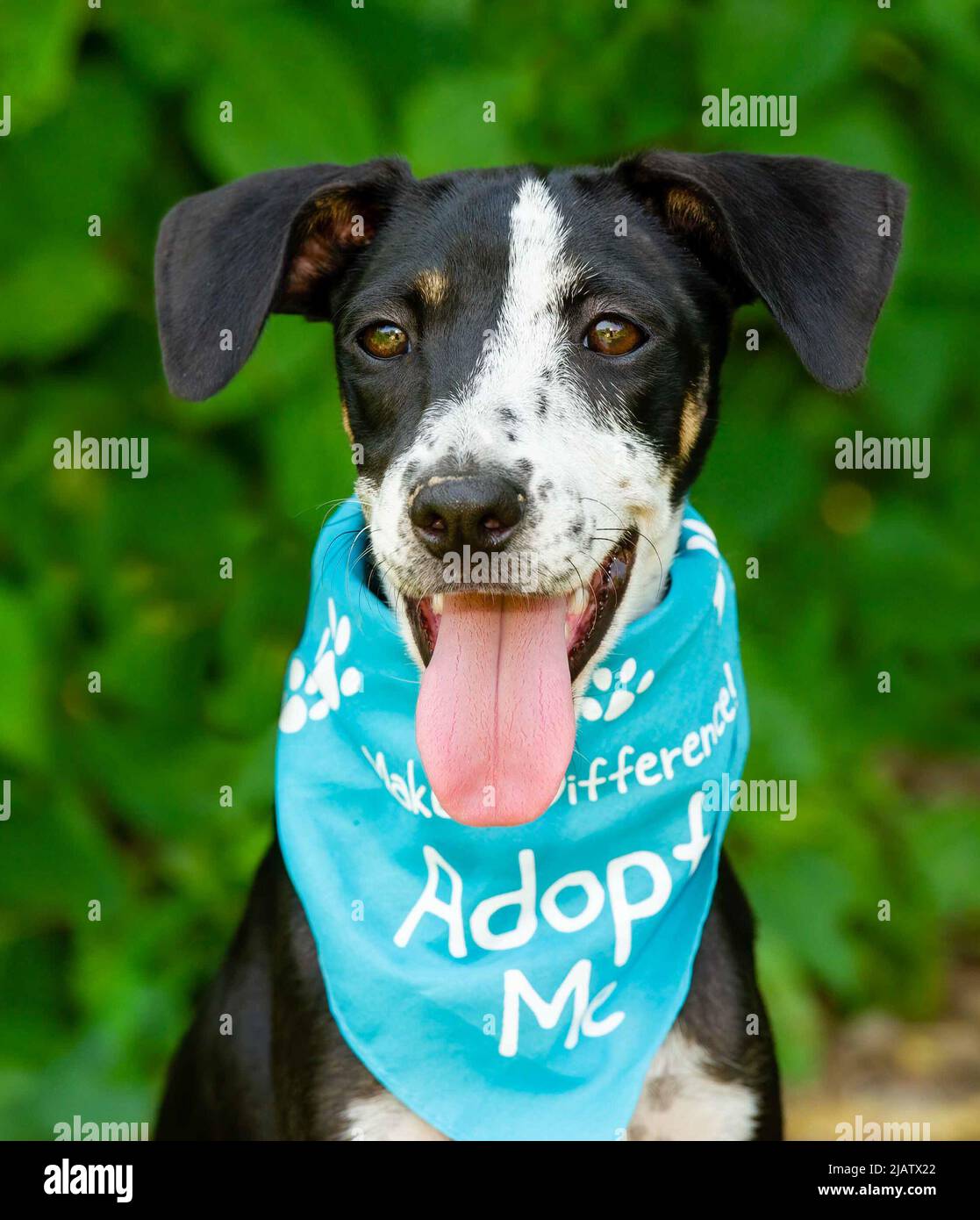 Un chien de sauvetage porte un bandana d'adoption en format vertical d'image Banque D'Images