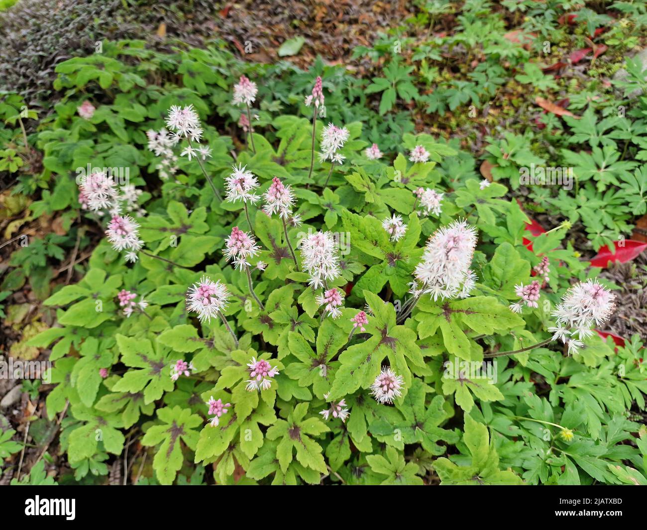 Tiarella 'Spring Symphony' plante à fleurs printanière avec une fleur rose pâle d'été communément connue sous le nom de fleur en mousse, image de photo de stock Banque D'Images