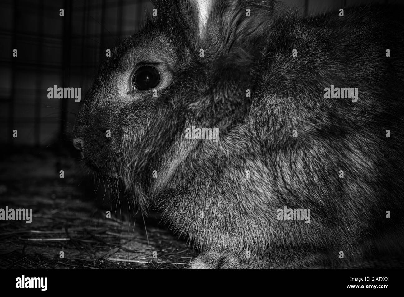 Silhouette de lapin noir dans une cage Banque D'Images