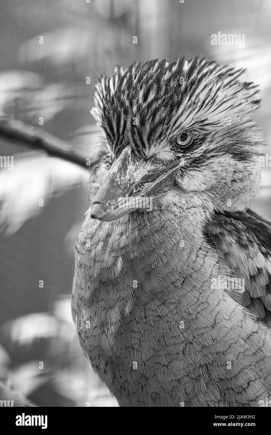 Rire Hans, en noir et blanc, sur une branche. Oiseau australien. Observation intéressante de l'animal. Photos d'animaux en Allemagne Banque D'Images
