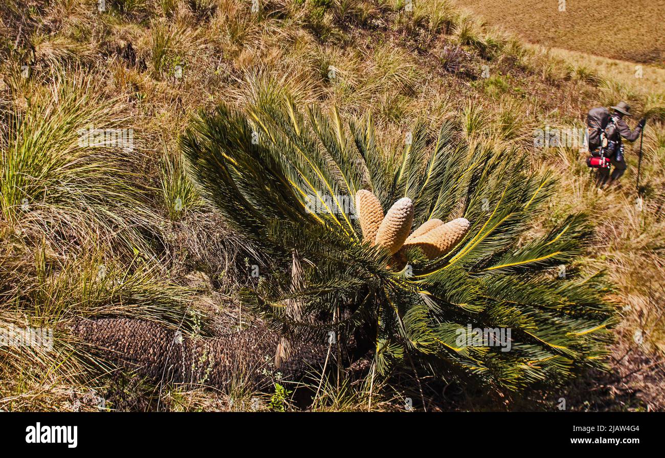 Le Cycad à poil blanc (Encephalartos friderici-guilielmi) est endémique de la zone de Drakensberg en Afrique du Sud Banque D'Images
