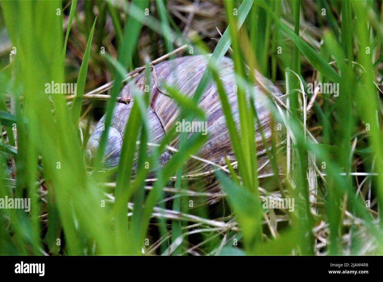 La belle nature de la Lettonie. Banque D'Images