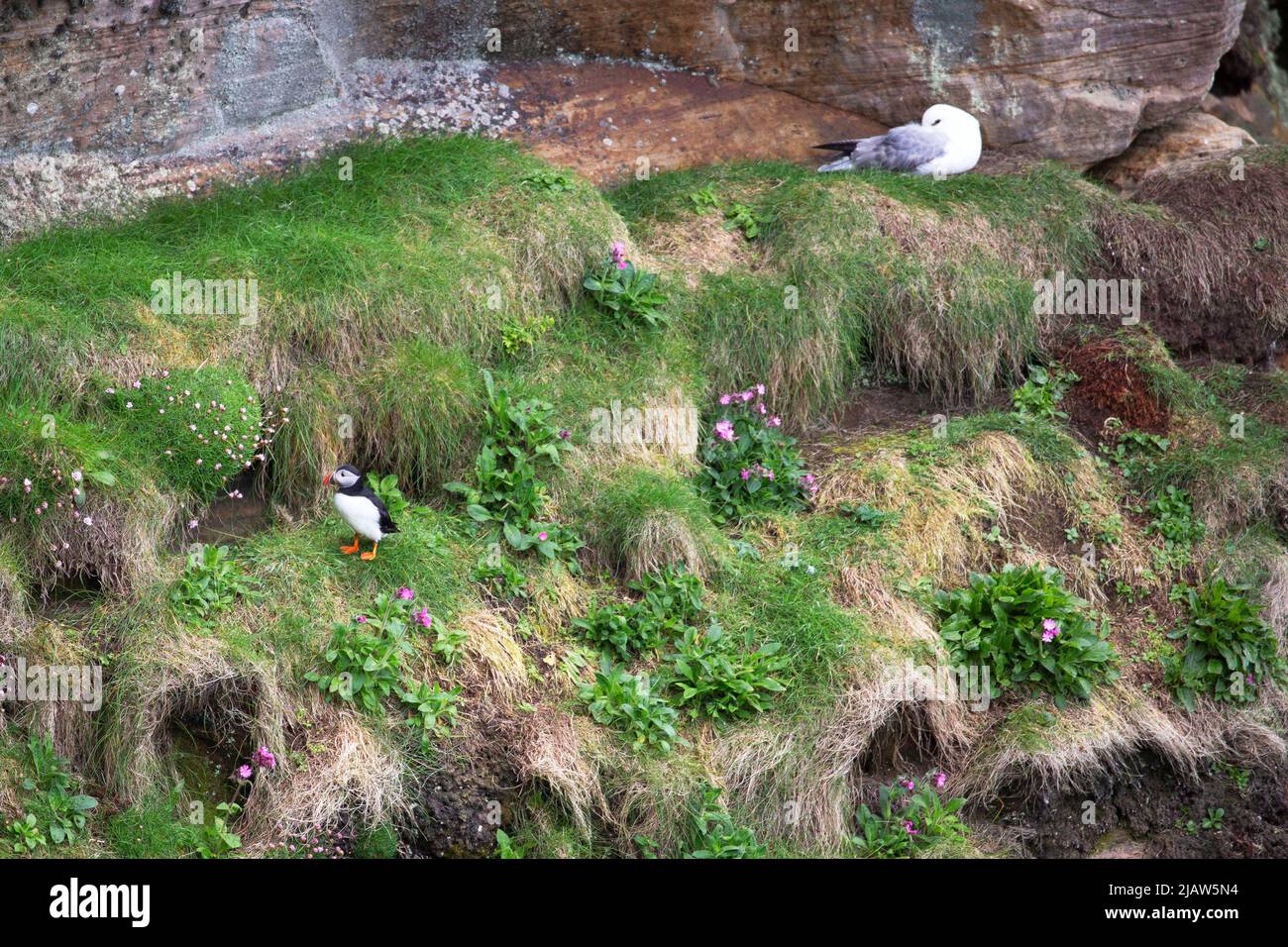 Puffin sur les falaises de Dunnet Head, Dunnet, Caithness, Écosse Banque D'Images