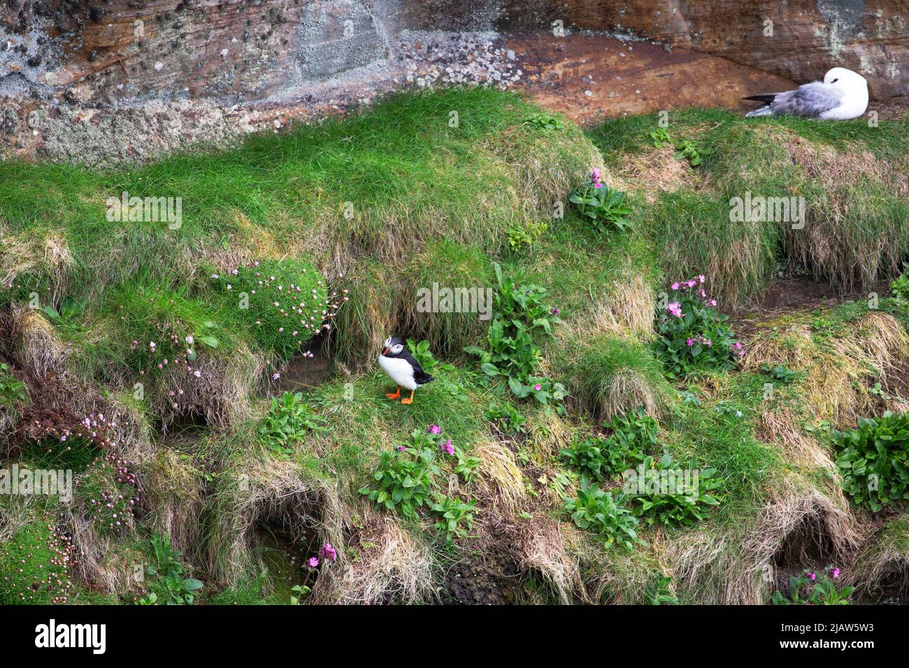 Puffin sur les falaises de Dunnet Head, Dunnet, Caithness, Écosse Banque D'Images