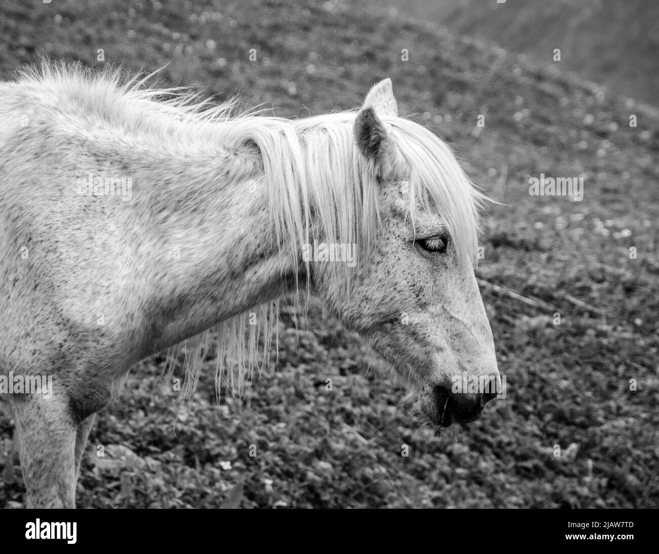 Pacage des chevaux dans le champ, en montagne, en gros plan noir et blanc. Banque D'Images