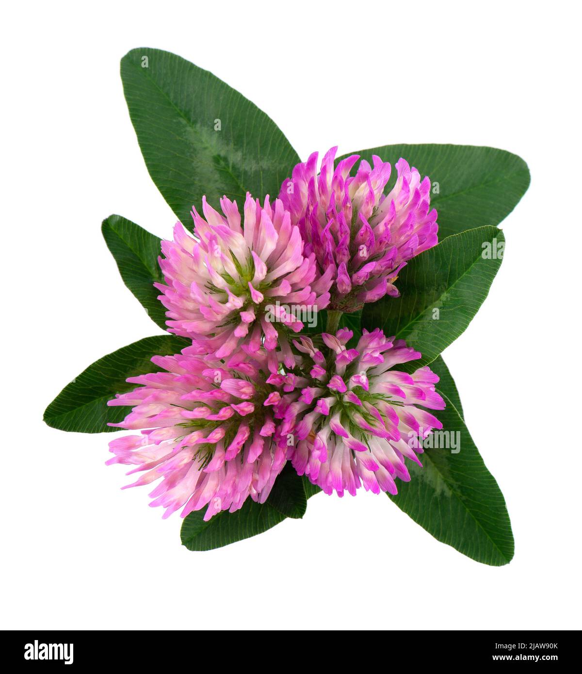 Fleurs de trèfle avec feuilles vertes, isolées sur fond blanc. Bouquet de fleurs de trèfle rouges Banque D'Images