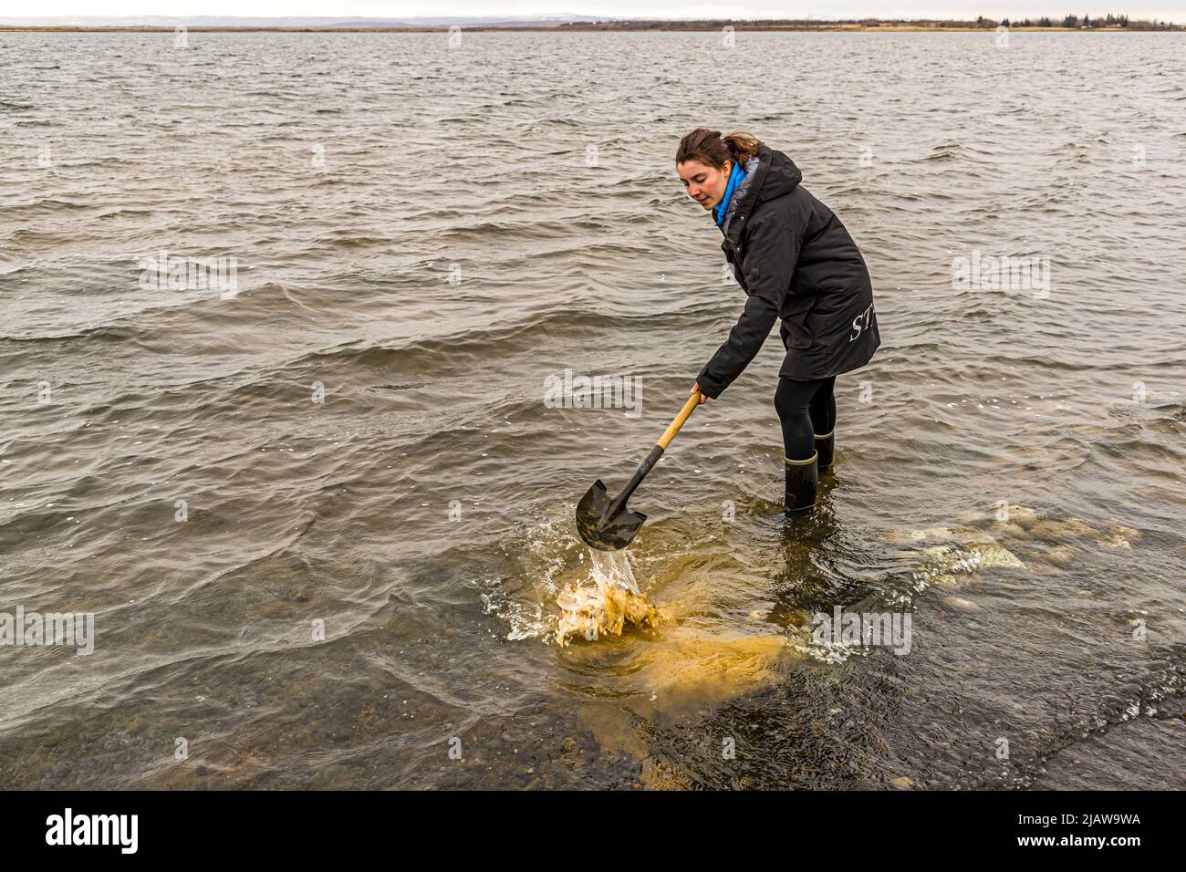 Un employé de la boulangerie Fontana Laugarvatn en Islande rince un pot à pain avec du Hverabrauð dans les eaux du lac Laugarvatn ; le pain est cuit pendant 24 heures dans le sol chaud avant d'être déterré, protégé de l'humidité par un emballage en papier aluminium. Banque D'Images
