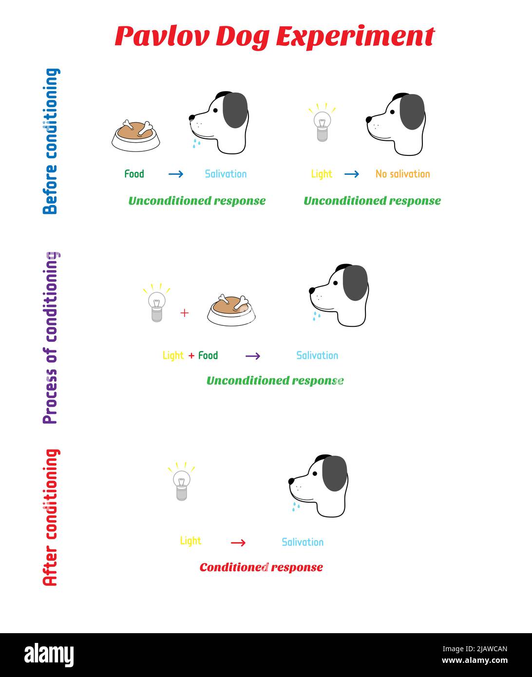 La mécanique du chien du Pavlov expérience avec la lumière - conditionné réponse en psychologie. Conditionnement classique ou conditionnement de mise en correspondance pour le Illustration de Vecteur