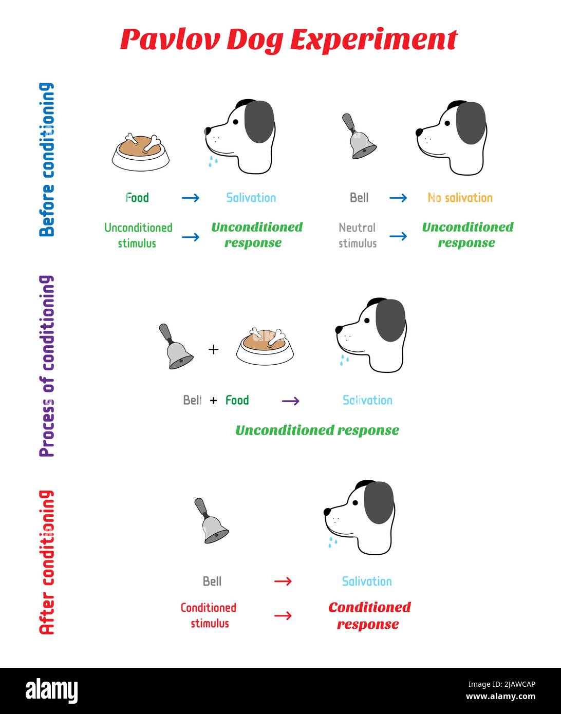 Les mécaniciens du chien de Pavlov expérimentent avec la réponse conditionnée en cloche en psychologie. Conditionnement classique ou conditionnement de mise en correspondance pour lear Illustration de Vecteur