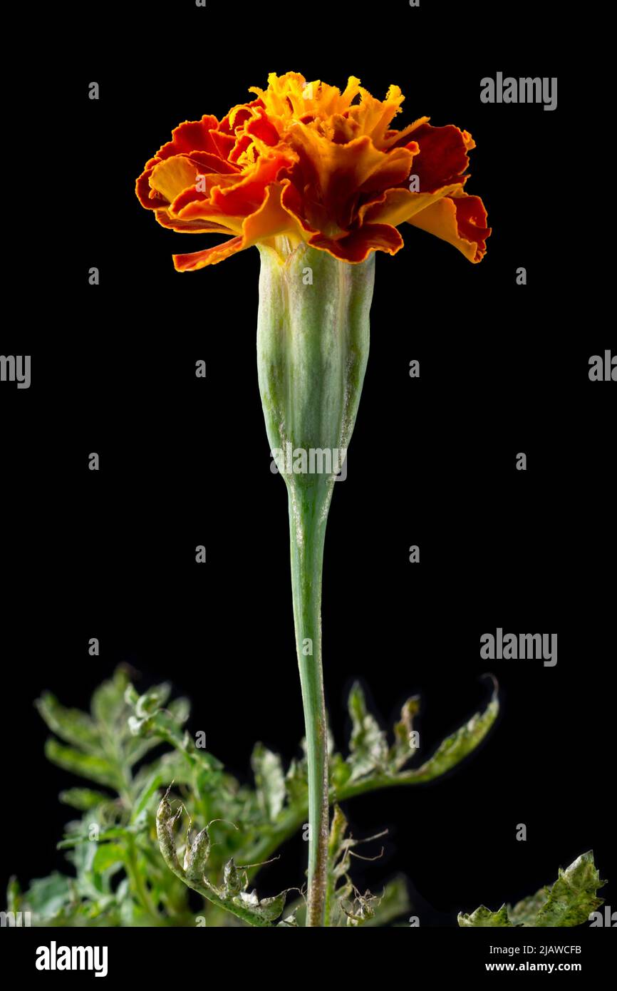 marigolds français, tagetes patula, fleur jaune doré de couleur vive isolée sur fond noir Banque D'Images