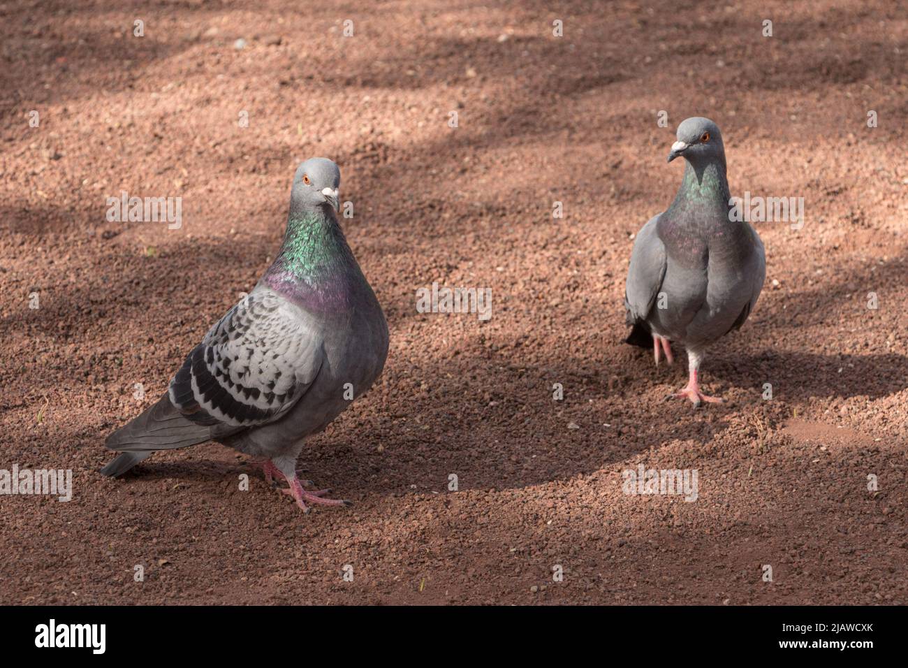 Une paire de magnifiques pigeons en plein air dans un parc sur une surface rouge Banque D'Images