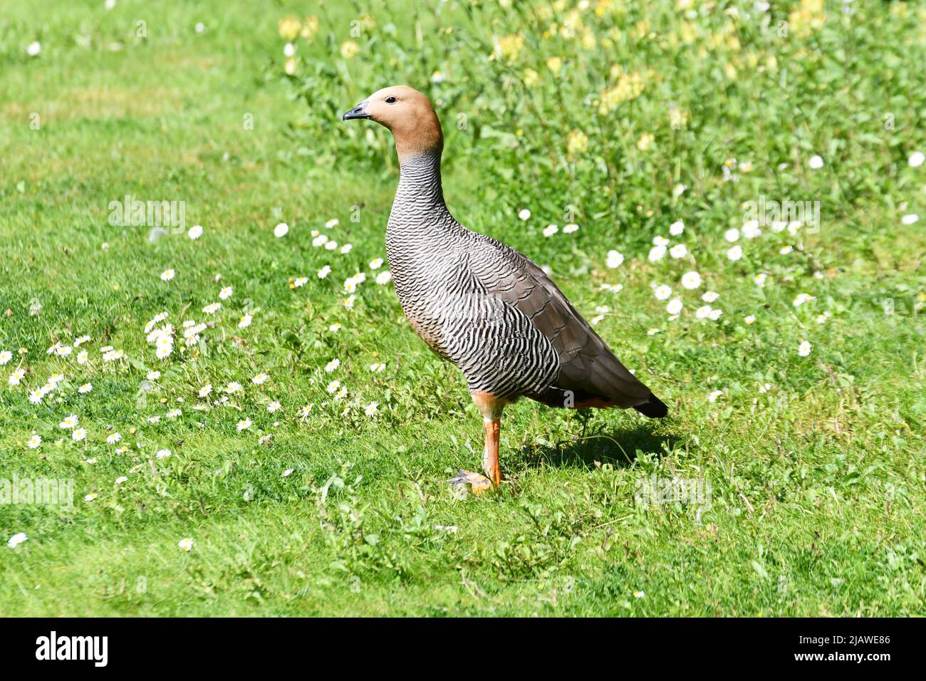 Femelle de l'oie des hautes terres ou de l'oie Magellan, un type de shellgoose, au London Wetland Centre, Londres, Angleterre, Royaume-Uni Banque D'Images