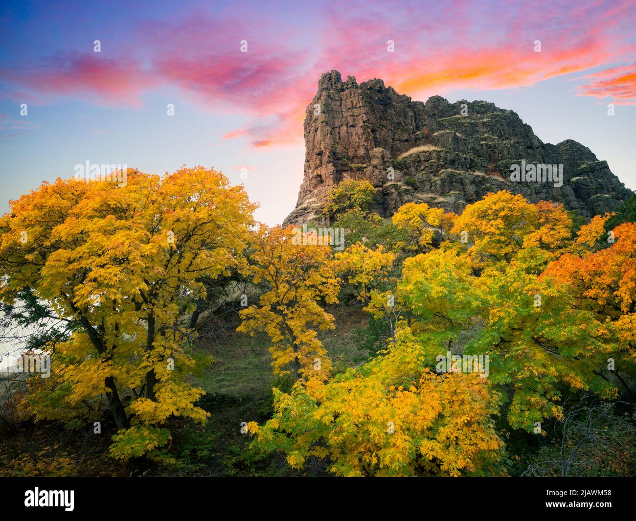 Érable dans la couleur de l'automne. Columbia River Gorge National Scenic Area, Washington Banque D'Images