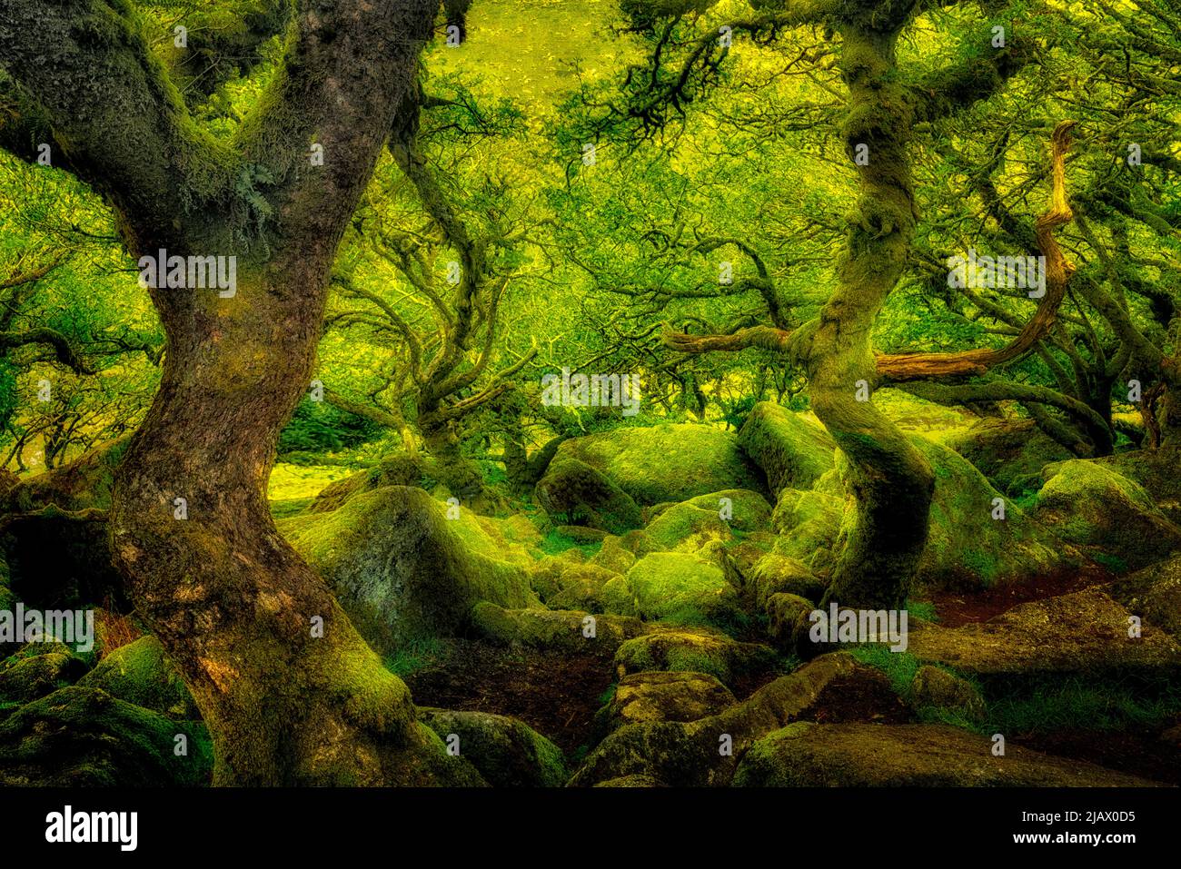 Couvert de mousse de chêne en bois du Wistman. Le comté de Devon. Dartmoor National Park, Angleterre Banque D'Images
