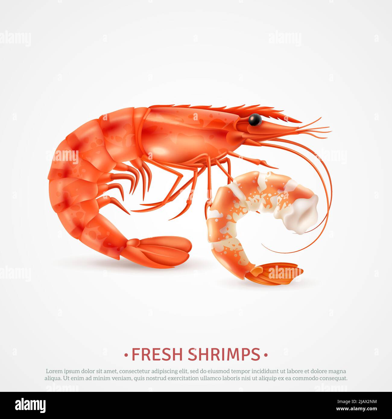 Crevettes fraîches cuites épluchées déveinées et avec coquille sur gros plan réaliste image de fruits de mer publicité poster illustration vectorielle Illustration de Vecteur